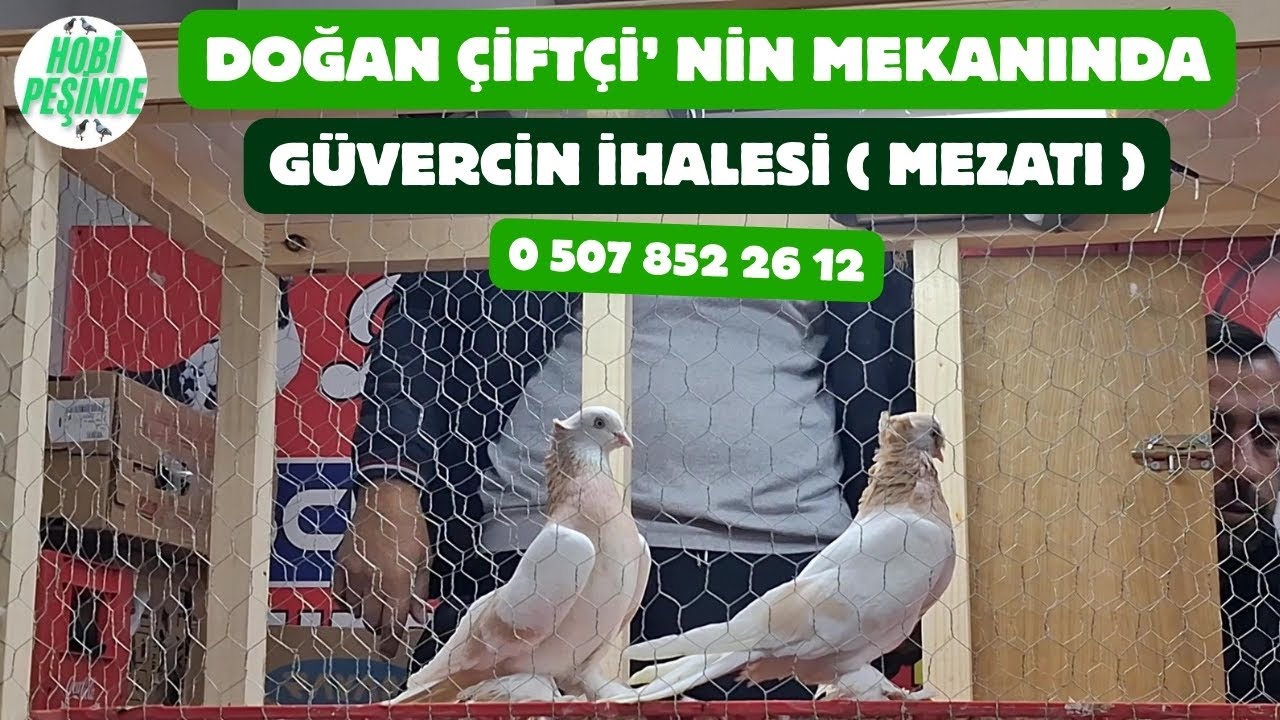 DOĞAN ÇİFTÇİ nin MEKANINDA  GÜVERCİN İHALESİ  0 507 852 26 12