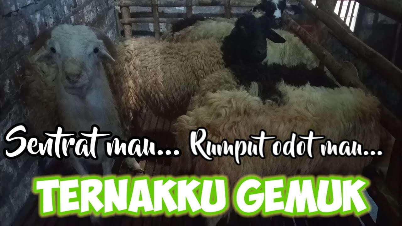 Ternakku Gemuk Makan konsentrat | Ternak Kambing atau Domba