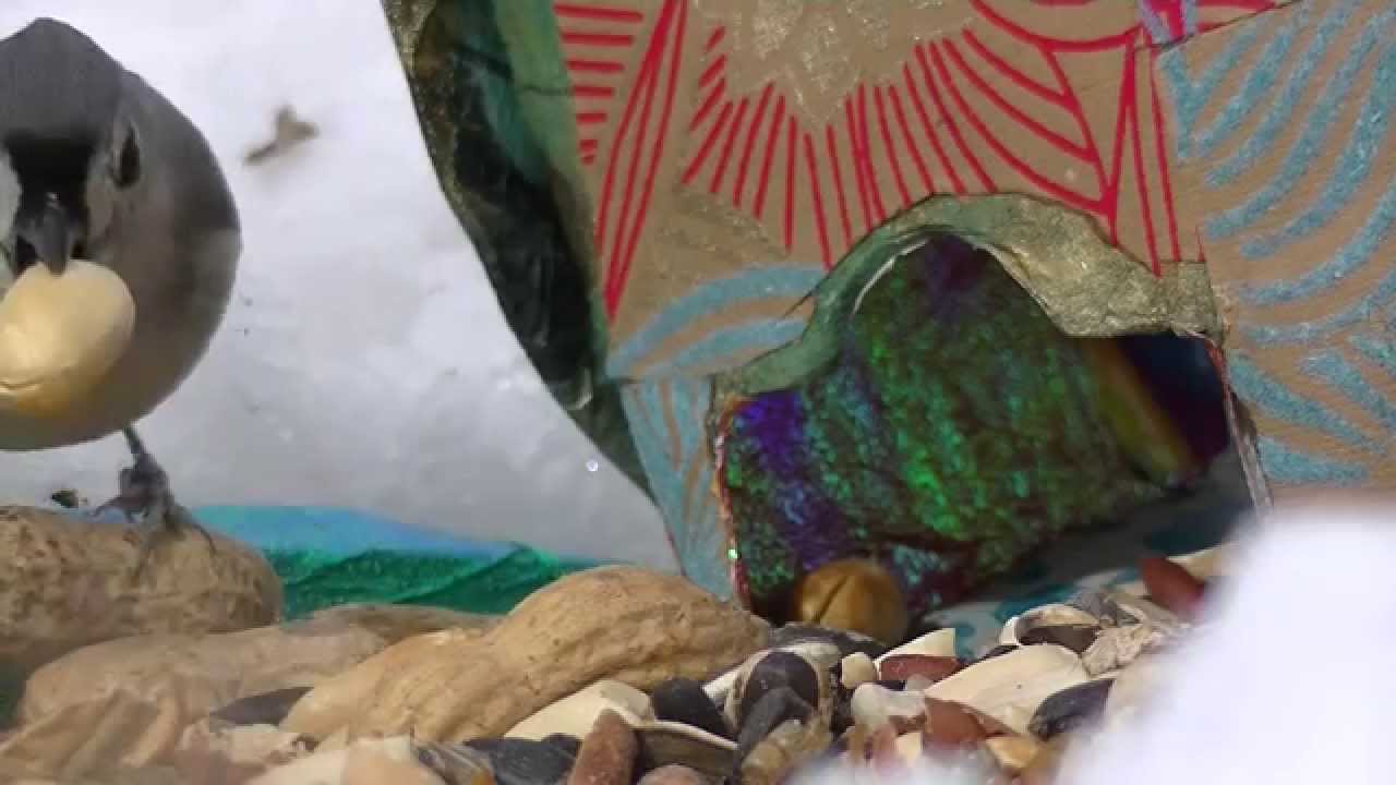 Shrew House with Birds, squirrels/ PERFECT FOR CATS