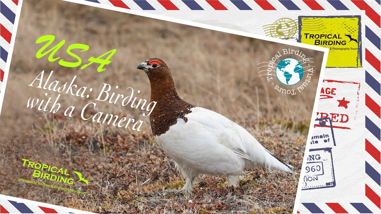 Tropical Birding Virtual Birding with a Camera Tour of Alaska (USA) by Sam Woods
