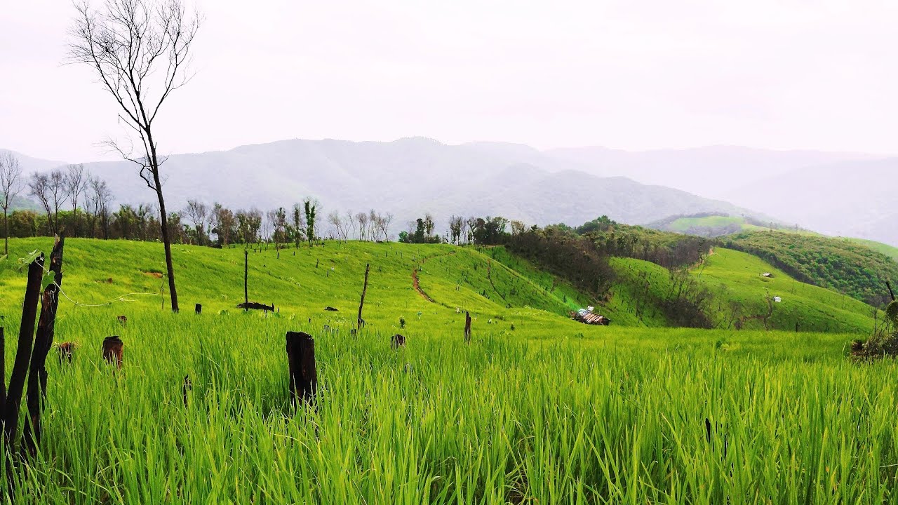 Village Life/Jhum cultivation is a means for Survival/Nambashi kl village.