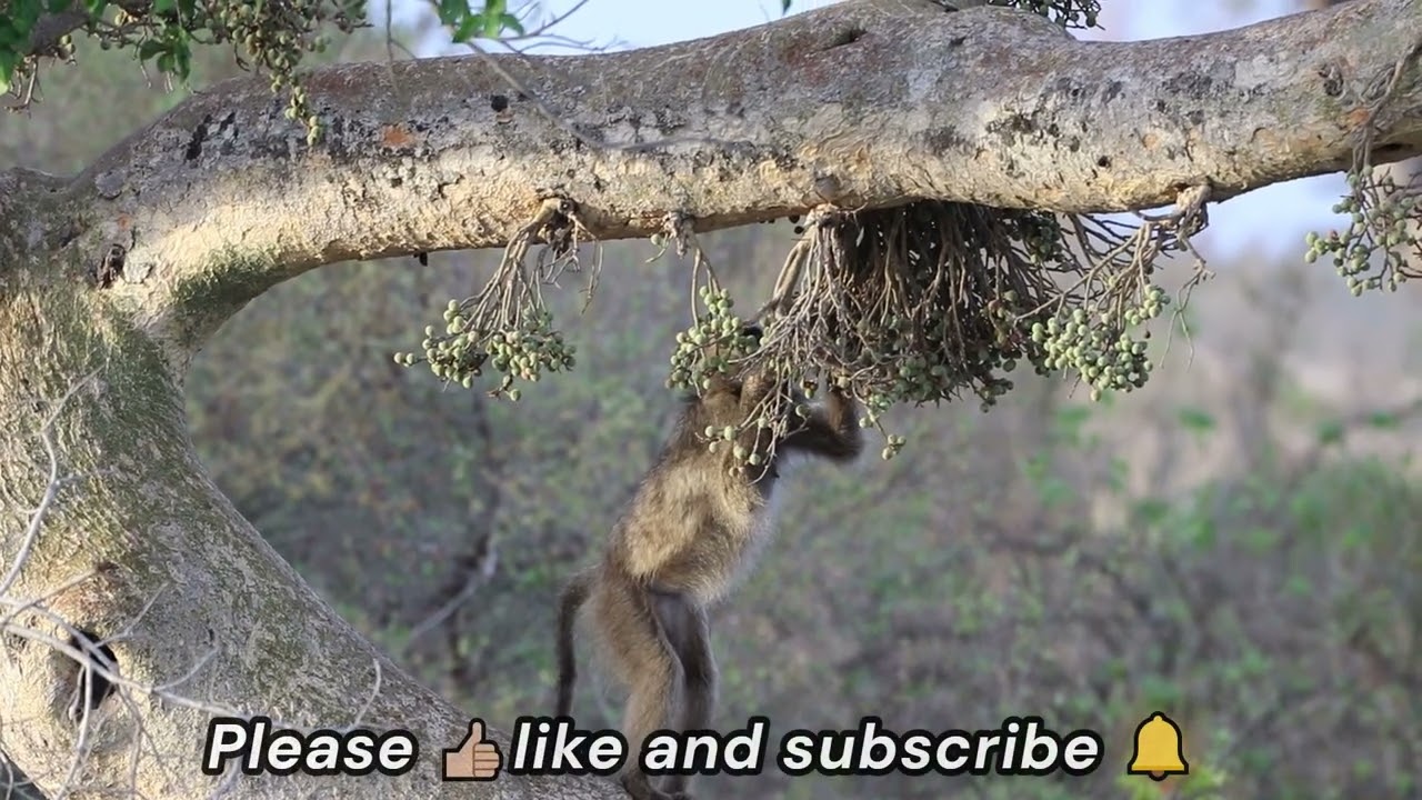 Sycamore Fig Snack Time: Baboon Harvests in the Treetops #africansafari #baboon #krugersightings