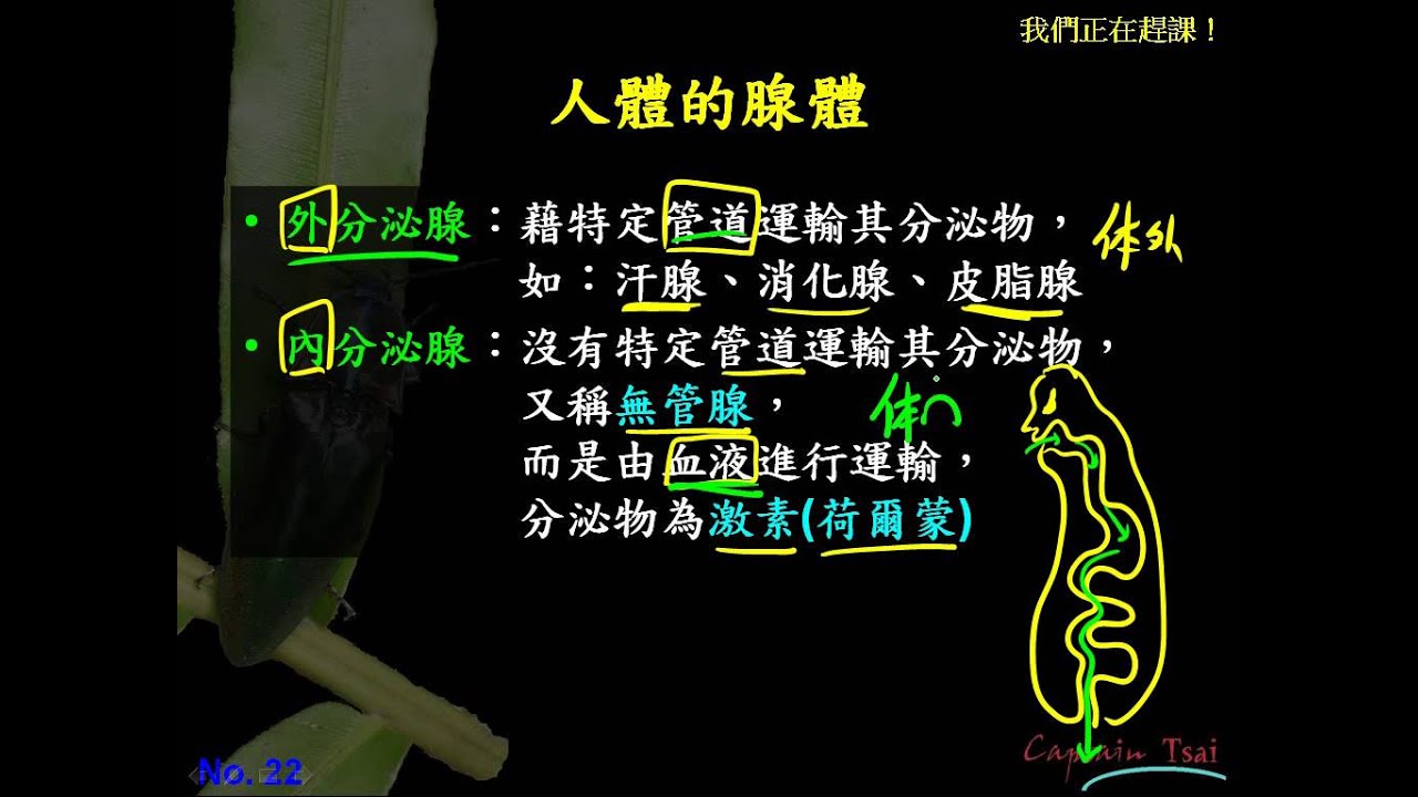 基生3 5 08腺體 內分泌與外分泌的比較一業