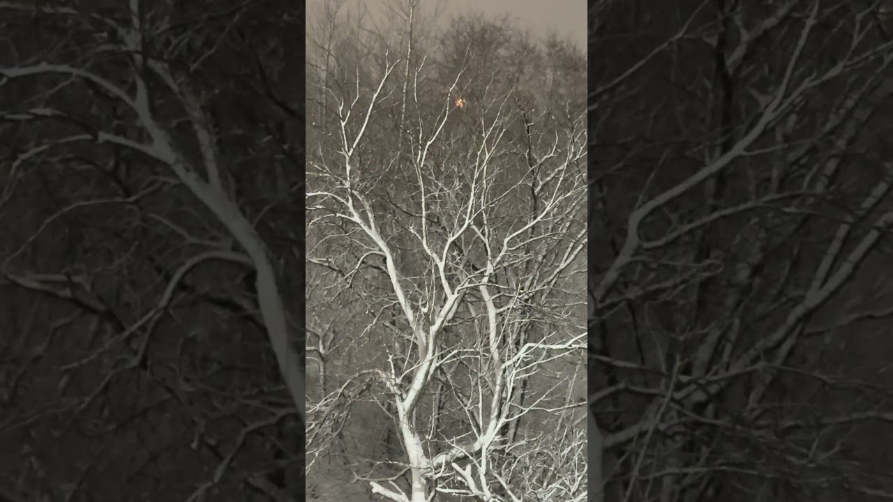 New York Snowstorm is getting stronger