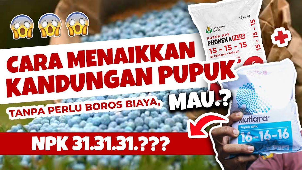 NPK 31-31-31, SERIUSSS.❓❓❓ CARA PALING GAMPANG NAIKKAN KANDUNGAN PUPUK | MUTIARA GROWER & PHONSKA