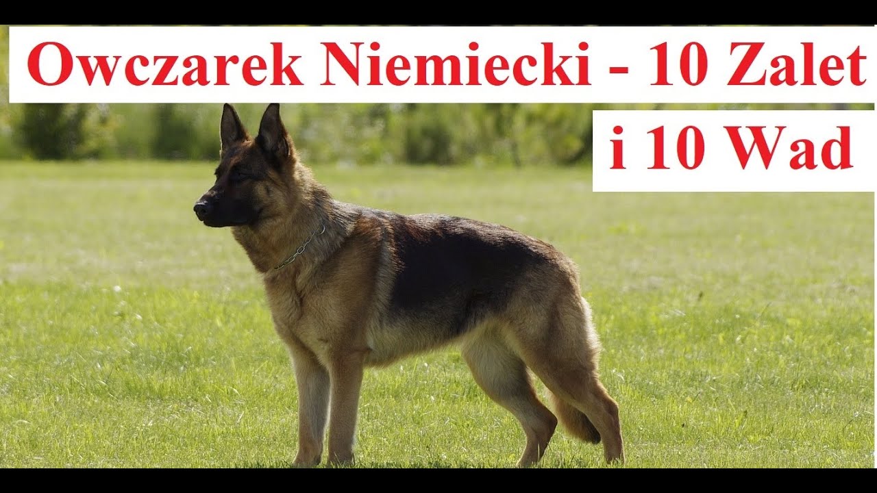 Owczarek Niemiecki - 10 Zalet i 10 Wad