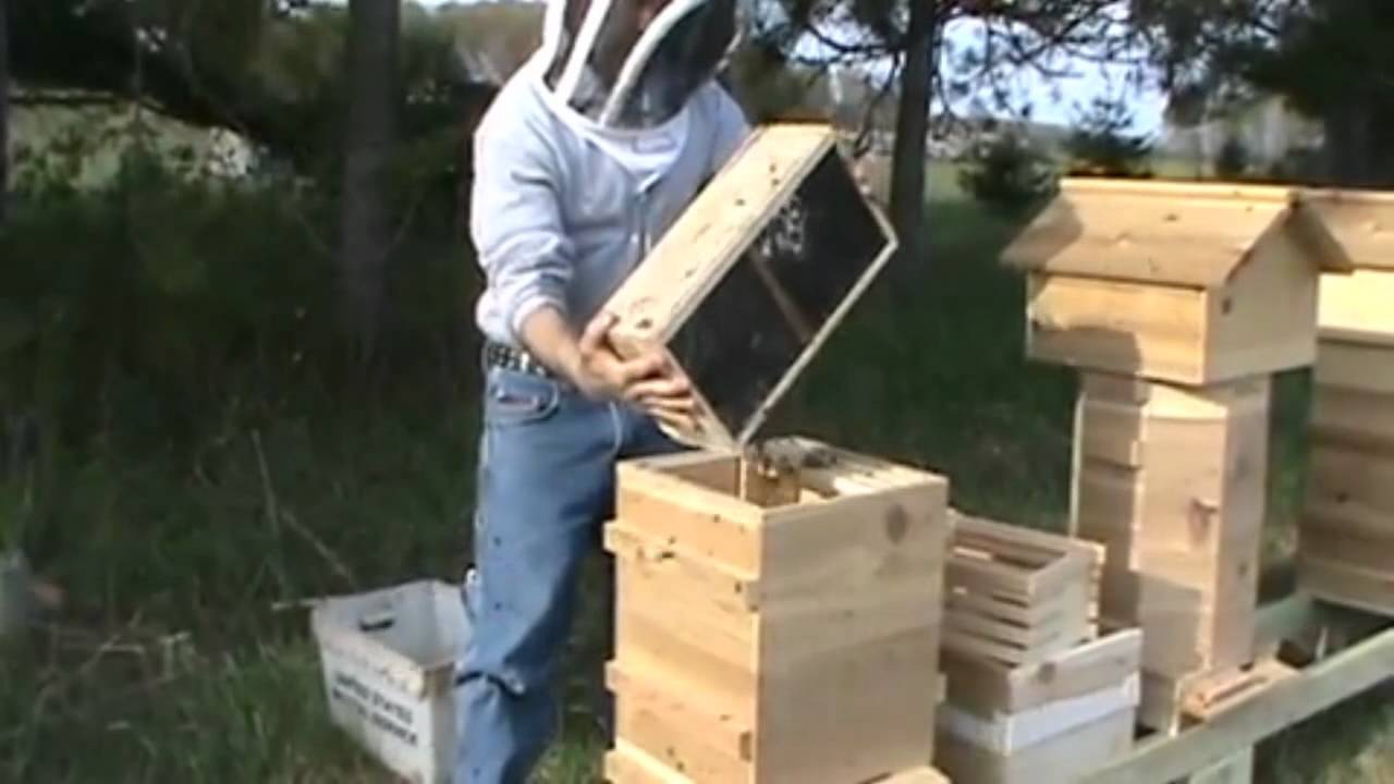 Modified hive bee installation