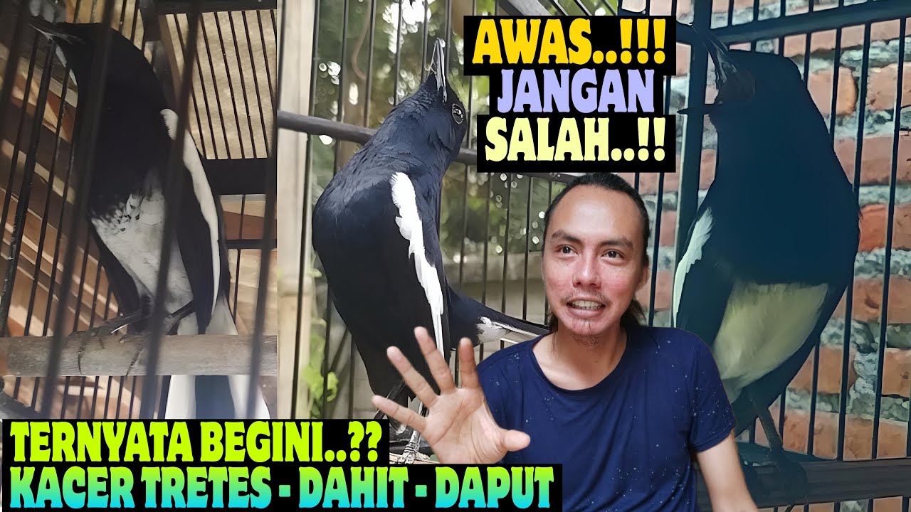 TERNYATA INI KACER YANG BAGUS ⁉️ ANTARA KACER LOKAL DAHIT, KACER DAPUT, KACER TRETES
