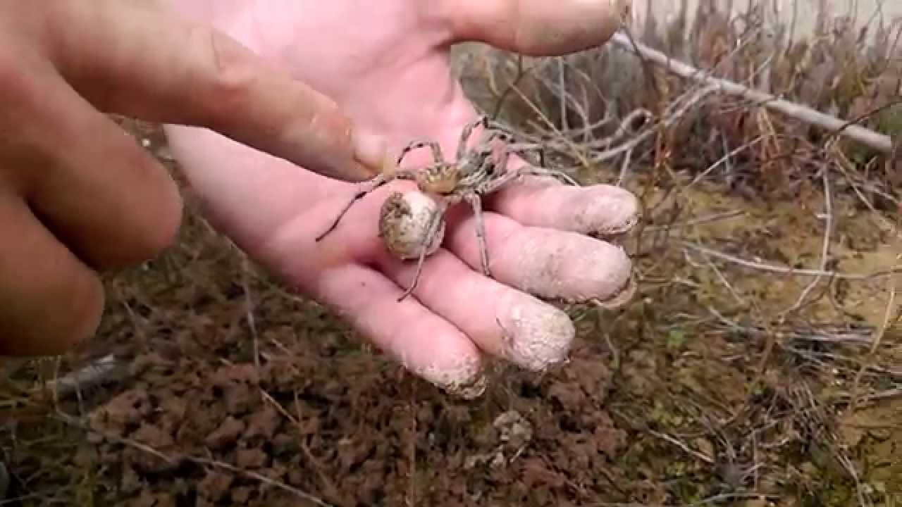 Araña lobo con la bolsa de huevos