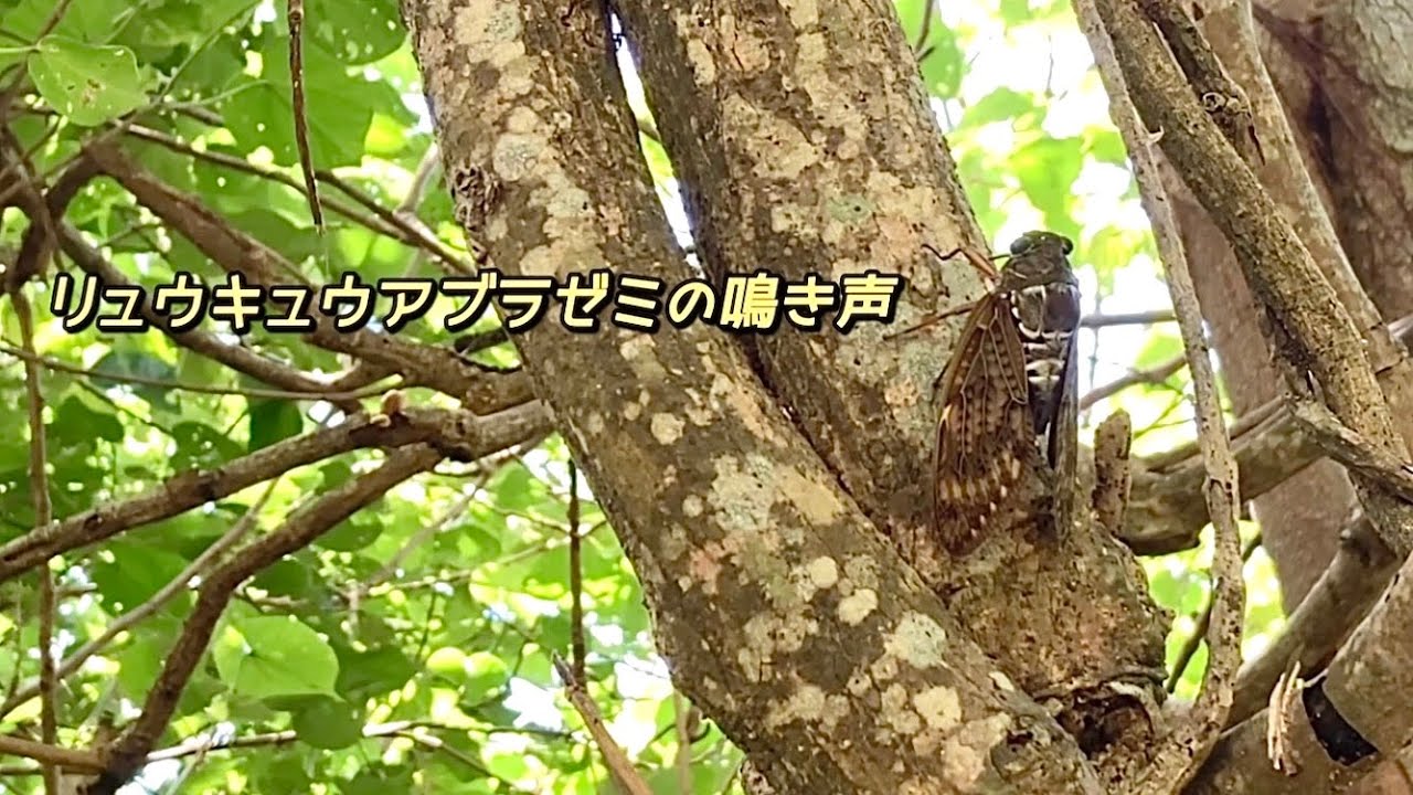 リュウキュウアブラゼミ セミの鳴き声沖縄 Graptopsaltria bimaculata 沖縄の蝉図鑑