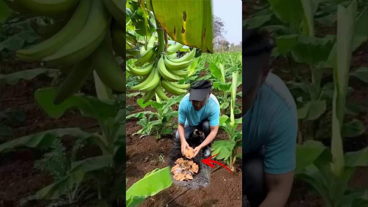 As&iacute; de f&aacute;cil se siembra el pl&aacute;tano #plantas #cosecha #frutas #siembra #jardin