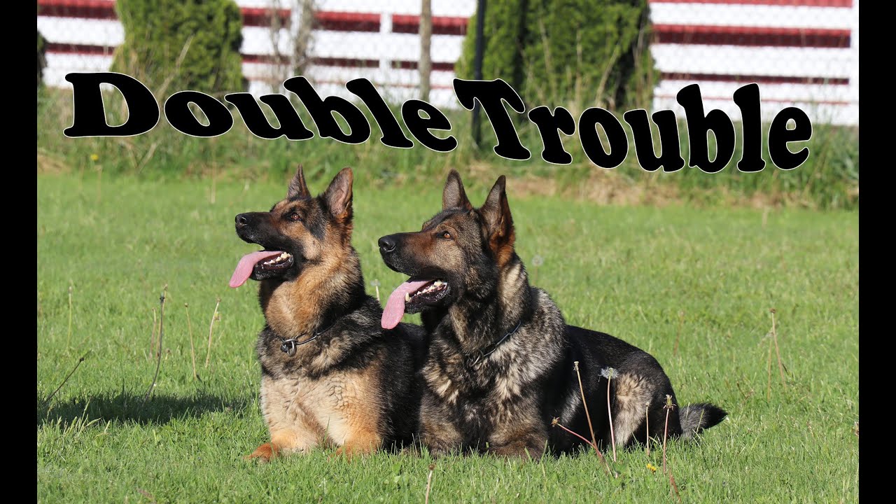 Obedience Trained Adult German Shepherd - Double Action!