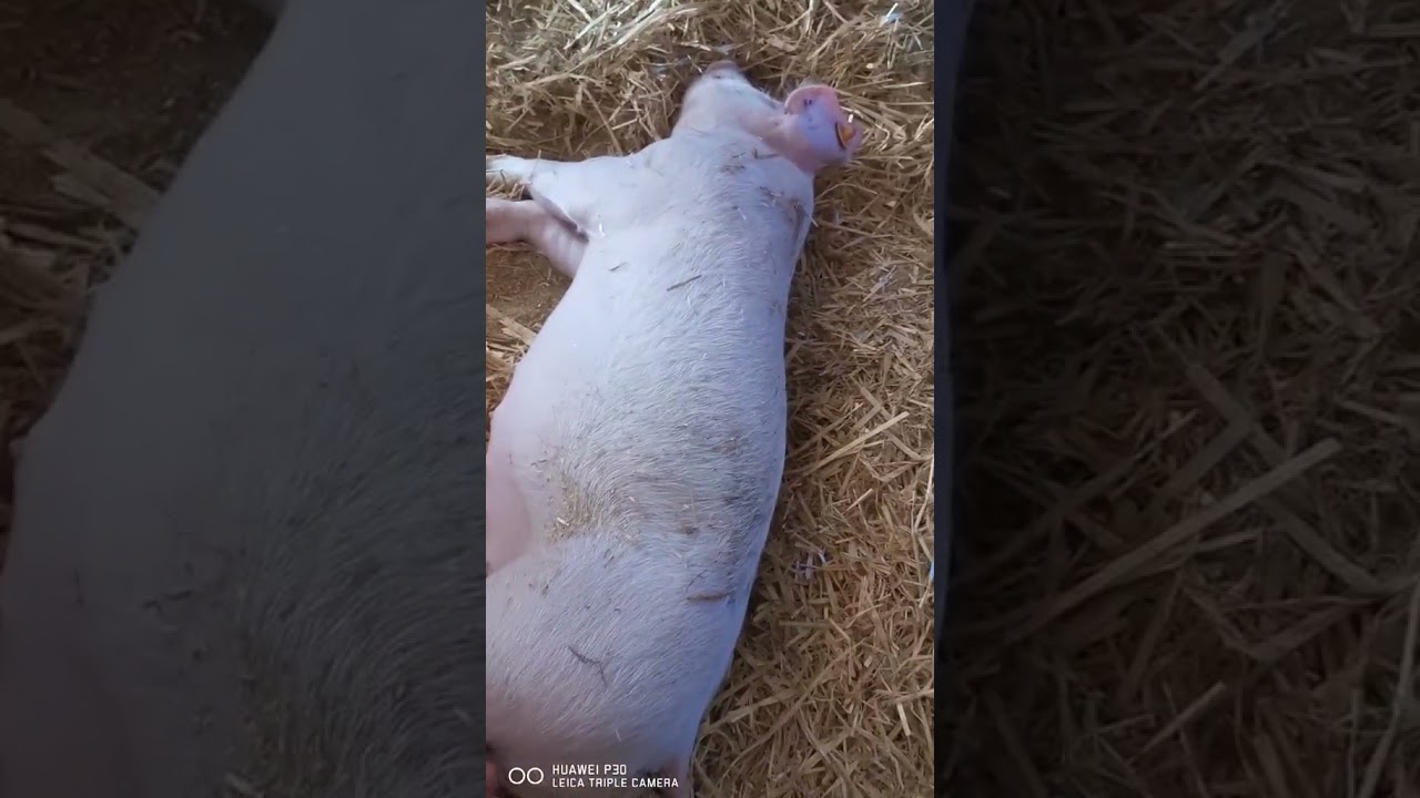 Świnka Rafciu #funny #pig #piggy