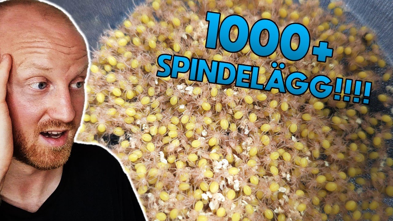 Min Fågelspindel Har Lagt över 1000 Ägg!! 🤯