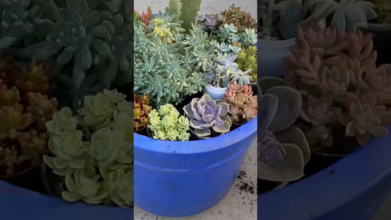 Sukulent aranjman yapmak isterseniz.. #sukulent #succulentgarden