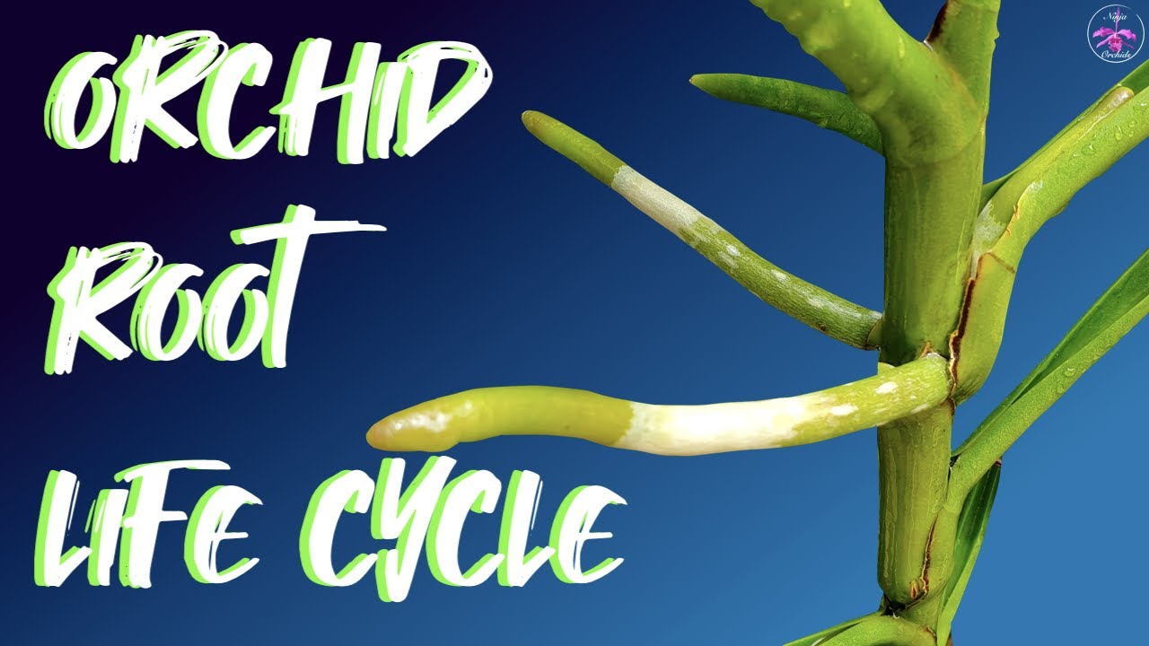 Orchid Root Life Cycle | From START to When do Orchid Roots absorb water? And MORE! #ninjaorchids