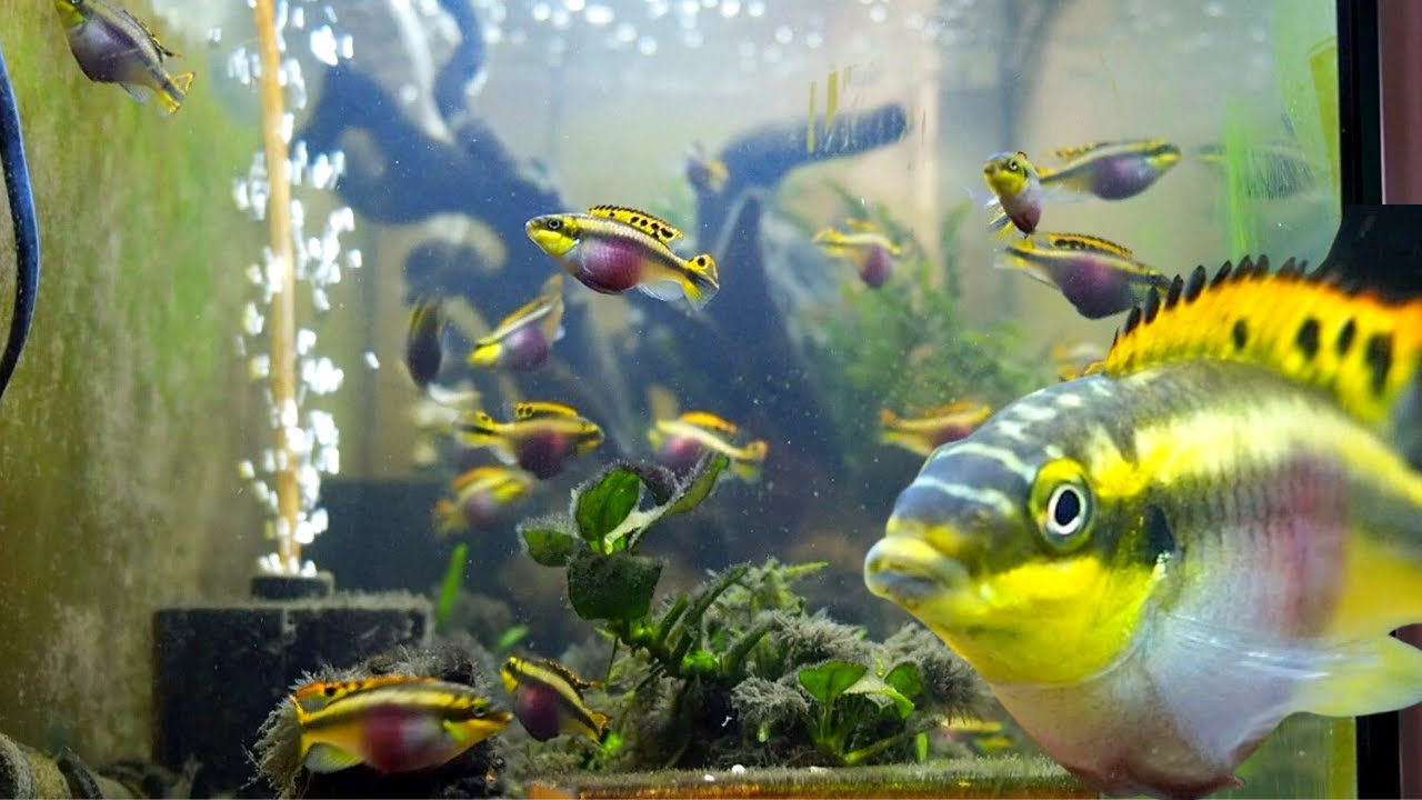 Colourful Kribensis Cichlid Aquarium. Watch their behaviour