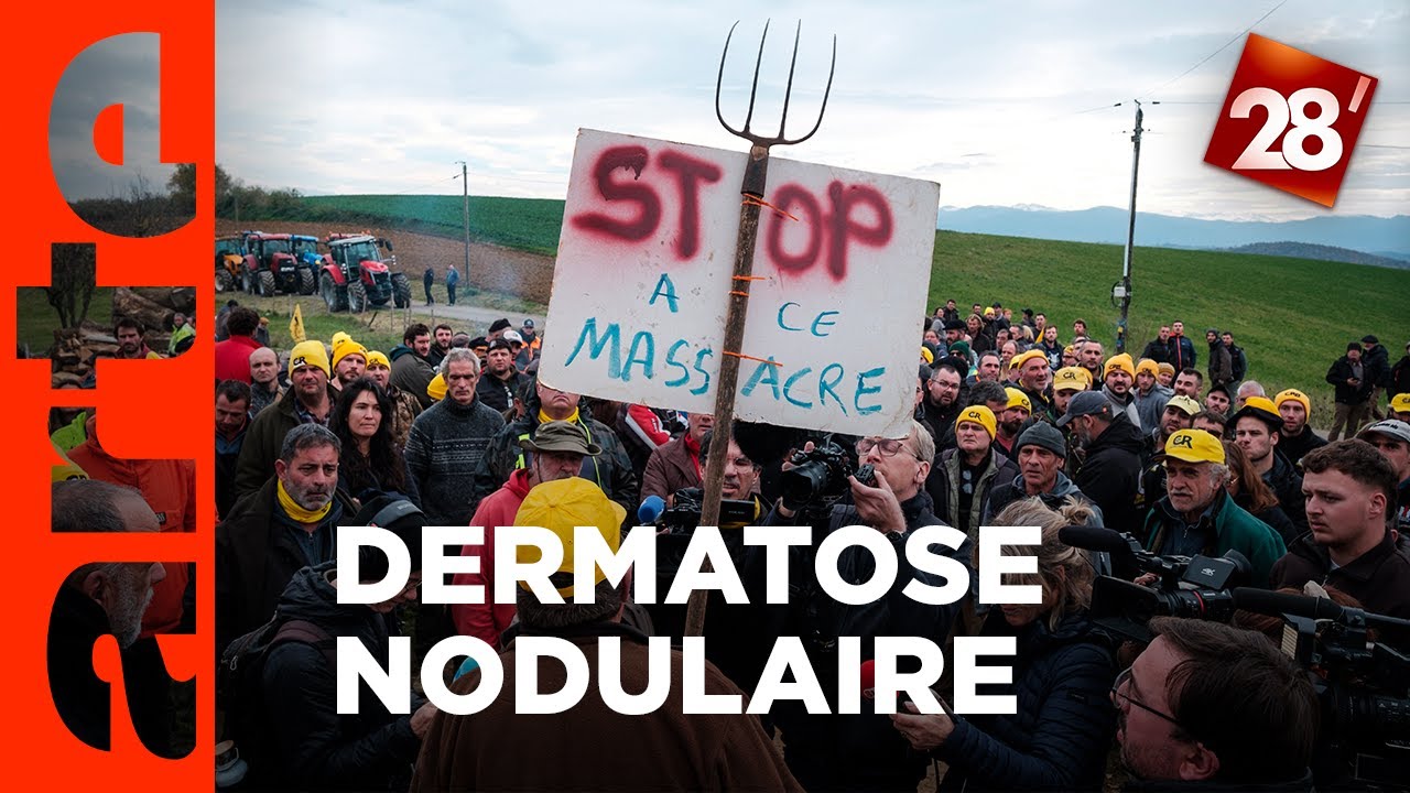 DNC : l’épidémie qui ébranle l’élevage français ? | 28 minutes | ARTE