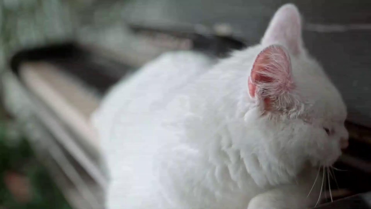 Sweet Cat's 24/7 - livestream