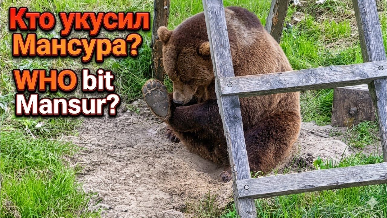 Как Мансурка ко сну готовился/ How Mansurka was preparing for bed 🐻💤 6.08.25г