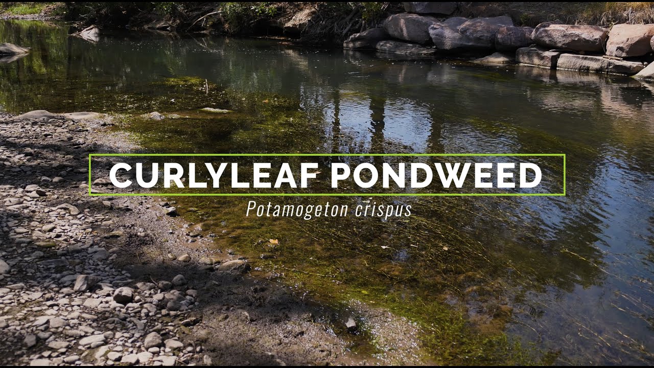 Curlyleaf Pondweed