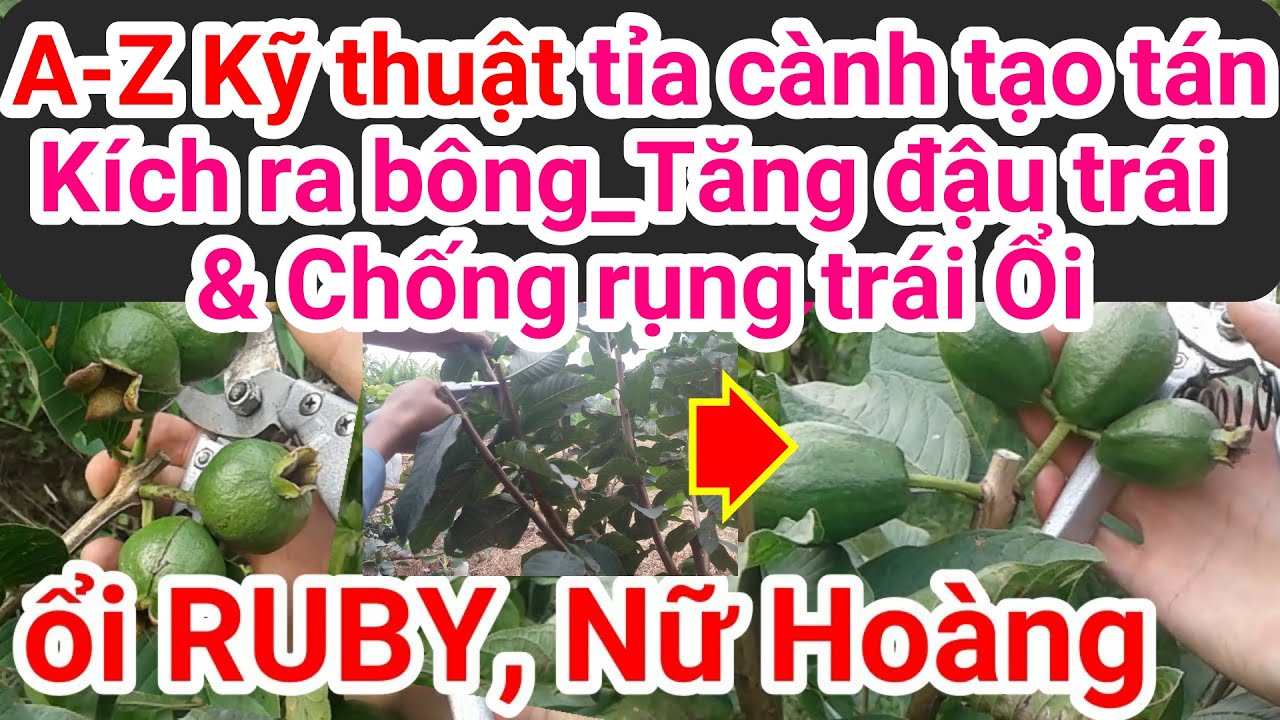 A52. cách kích ra hoa, tăng đậu trái, chống rụng trái & kỹ thuật tỉa cành tạo tán