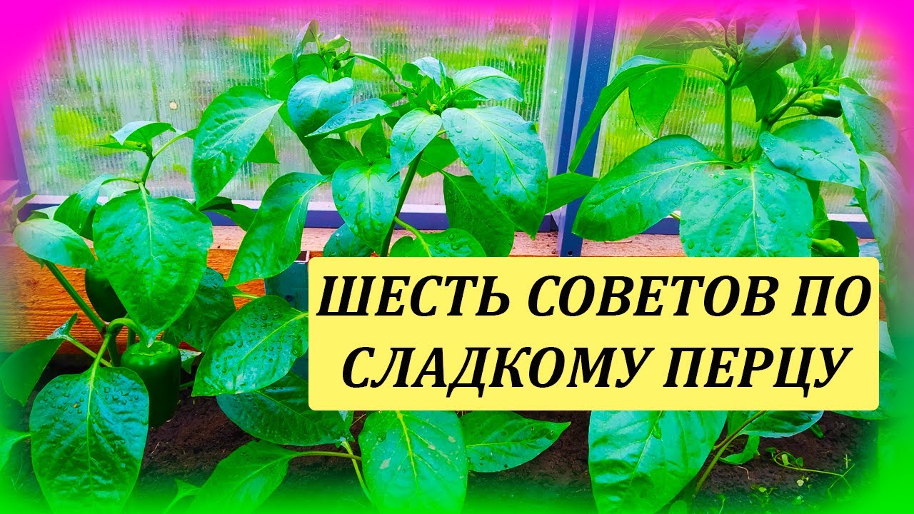 ШЕСТЬ советов по выращиванию сладкого ПЕРЦА в теплице. Почему не растет перец. Выращивание перца.