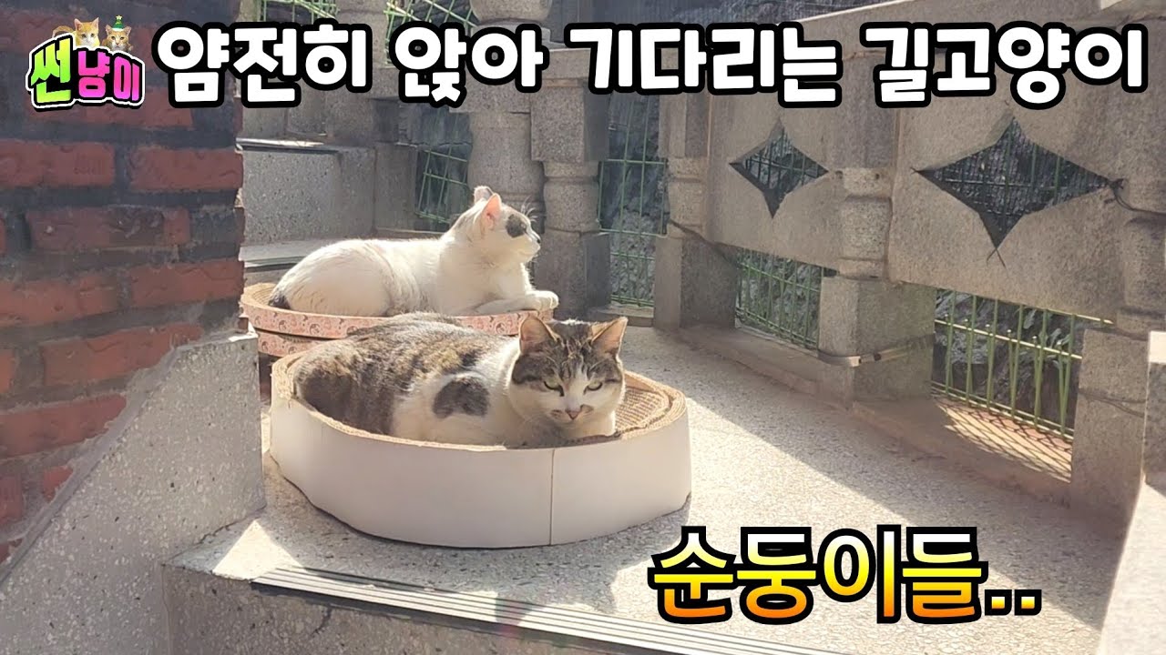 현관 앞에 얌전히 앉아 기다리는 개냥이..매일 그자리에서 기다리고있는 길고양이들
