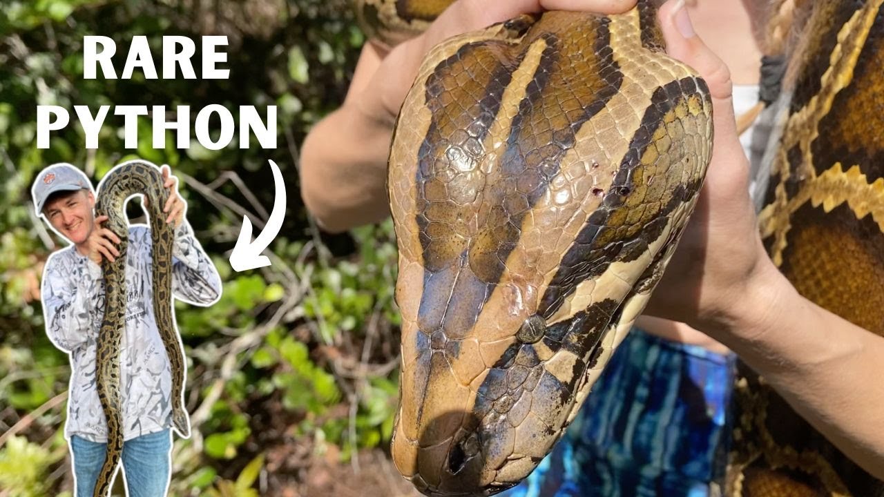 Giant Pythons and Rare Labyrinth!