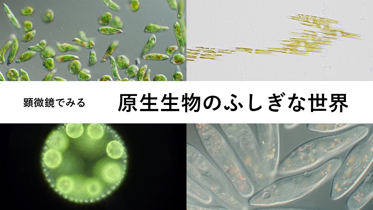 顕微鏡でみる【原生生物のふしぎな世界】ミドリムシ・ボルボックス・イカダケイソウなど