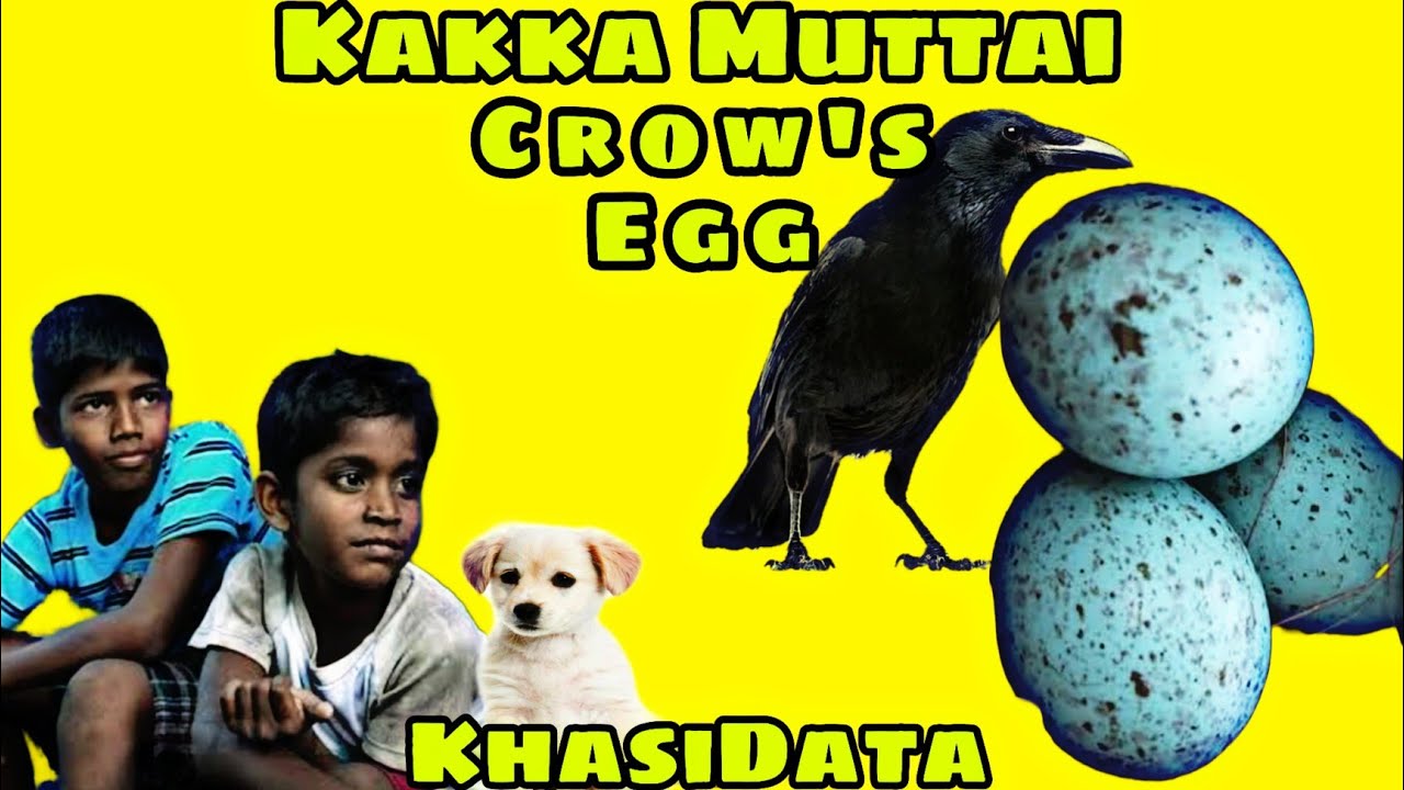 Ki Pylleng Tyngap 🥚🥚🥚