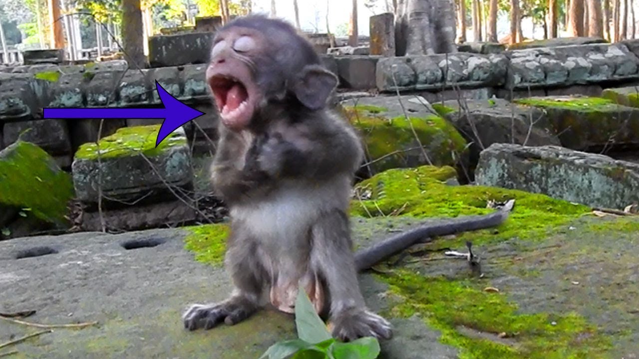 It Seems Baby Donny Has Something Stuck In His Mouth and Jaw| What Happening To Baby Donny?