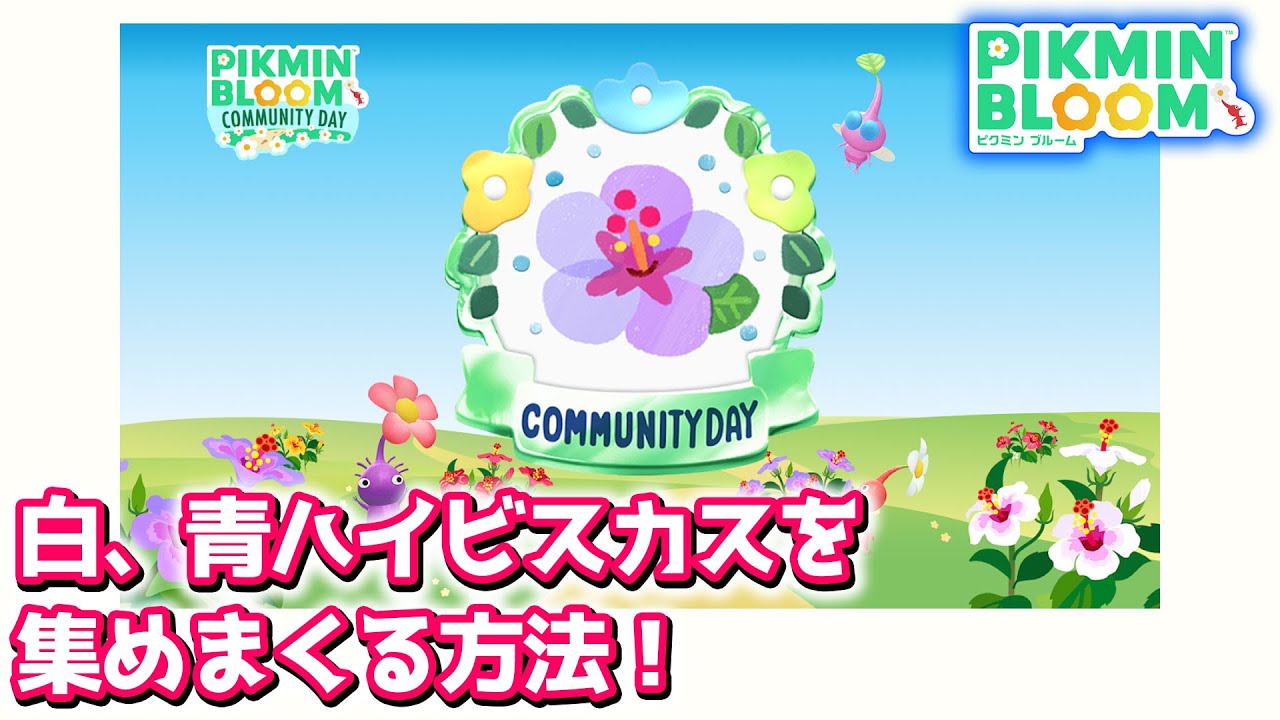 【ピクミンブルーム】白、青ハイビスカスを集めまくる方法！【Pikmin Bloom】