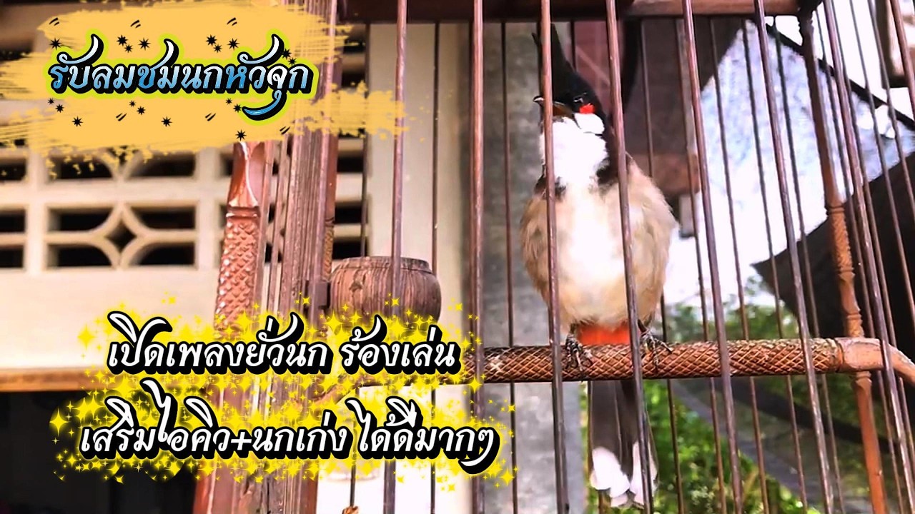 #birds #เสียงนกกรงหัวจุก พลังไอคิวนกเก่ง #สายธรรมชาติ #รับลมชมนกหัวจุก