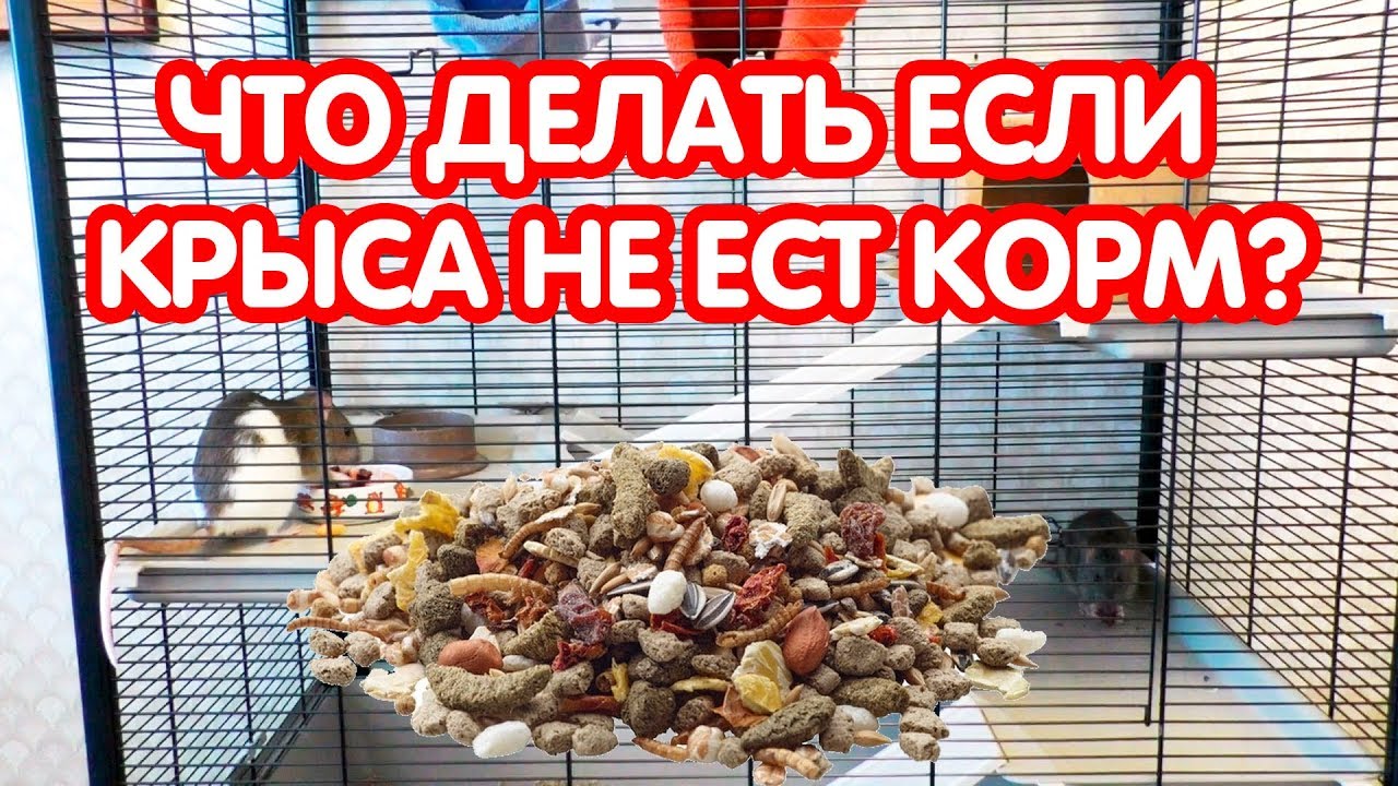 Что делать если крыса не ест корм? Кормление крыс