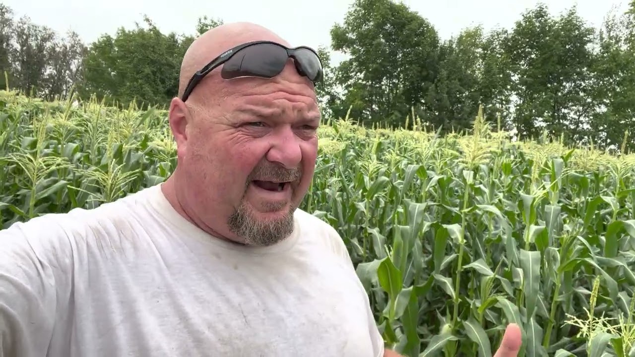 The Last Planted Sweet Corn Patch!!!