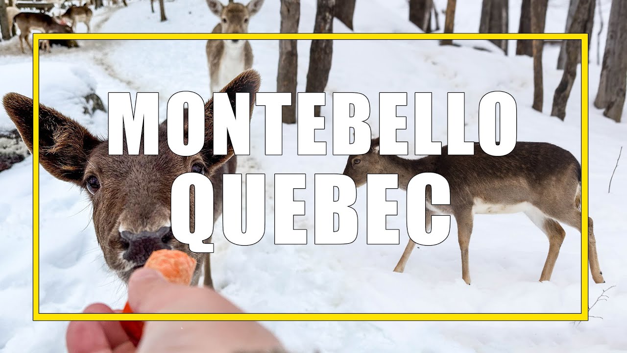 Чем заняться в Монтебелло, Квебек &mdash; парк Омега, отель Fairmont Montebello, рестораны и многое другое!