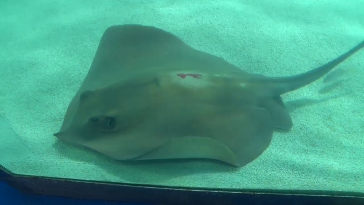 Megújult rájasimogató medencével vár a Tropicarium