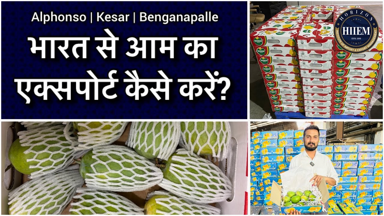 How to Export mango from India | Fruits and vegetables Export process by Sagar Agravat