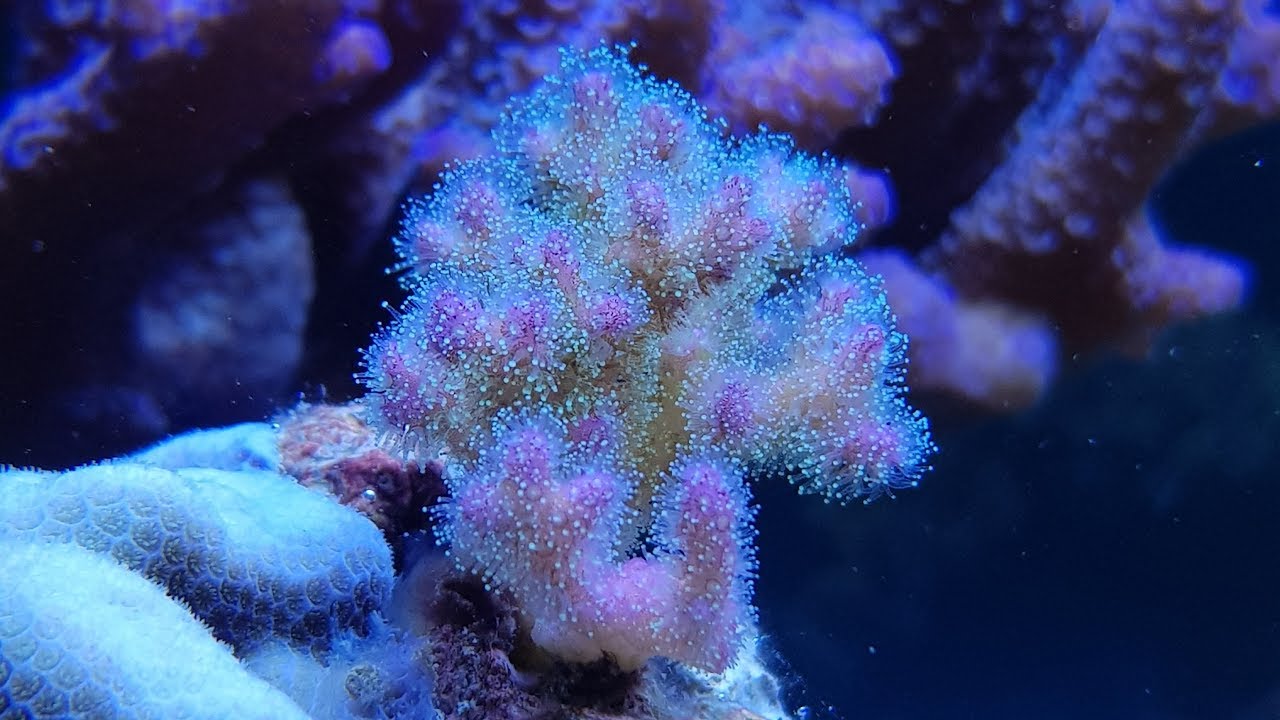 Crescita di una talea - Pocillopora damicornis - Timelapse