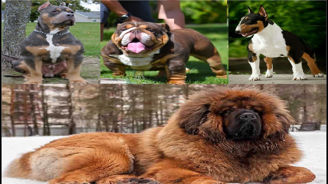 PERROS TRICOLOR Y SU ORIGEN
