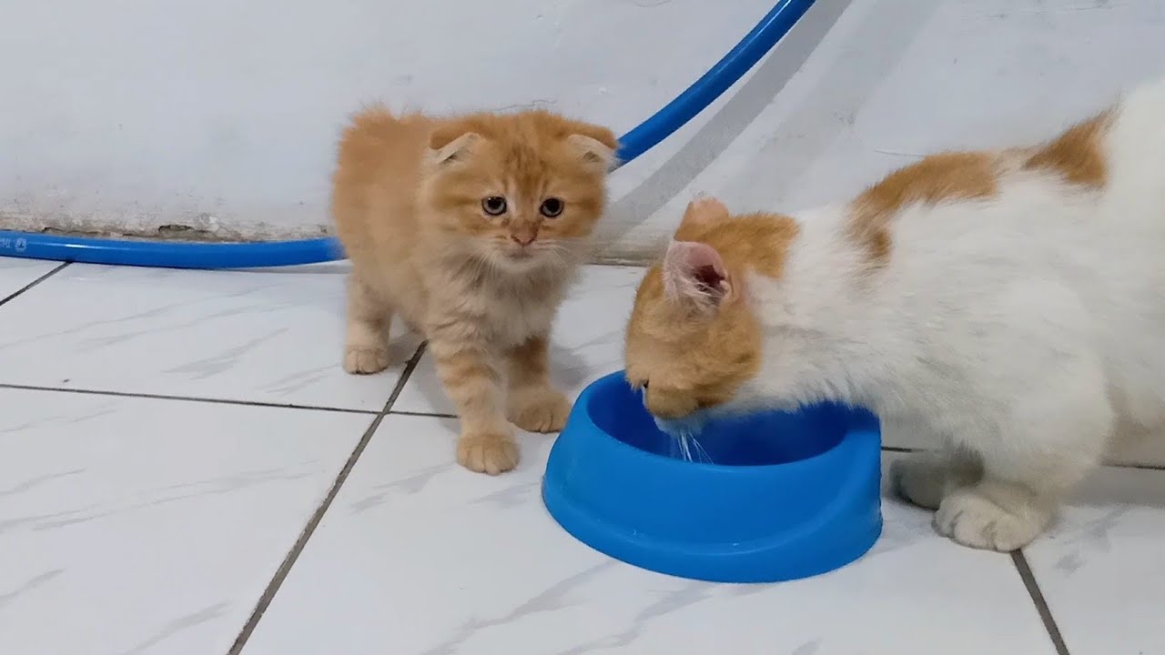 かわいい子猫たちが成長し始め、遊んでいます