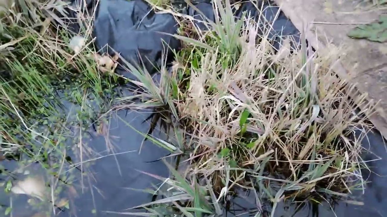 Ogr&oacute;d