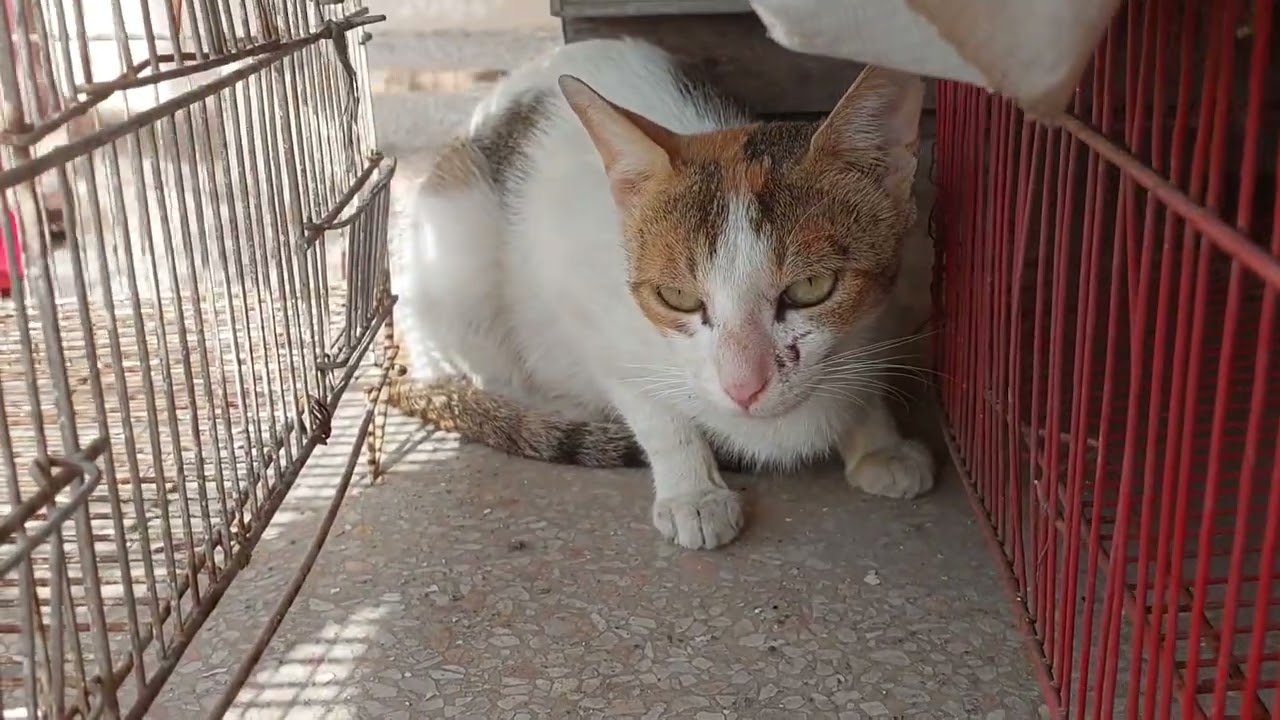 Rescued Feral Cat calling Kitten Loudly In Cat Voice Hiding And Protecting Them