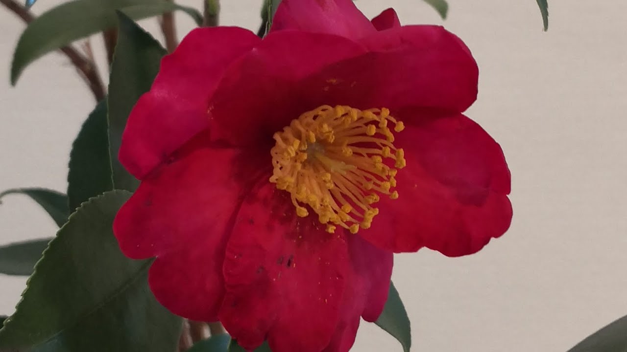池坊生花カリキュラムでいけばな体験山茶花編