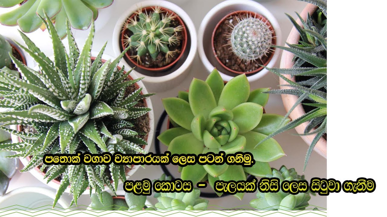 පතොක් ශාඛයක් නිවැරදි ලෙස බඳුන්ගත කිරීම _ පලමු කොටස| How Grow Cactus & Succulent| Part 01