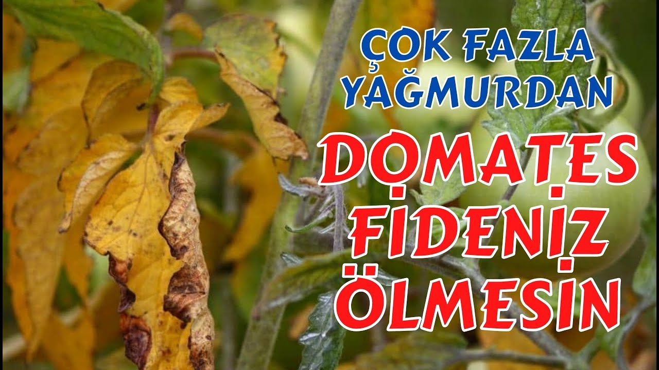 FİDELERİNİZ ÖLMESİN I yağmur zararını nasıl önleriz I domates biber patlıcan