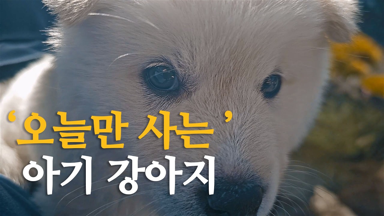 빌런이 된 아기 강아지, 토미 (The Rise of Tommy, the Baby Villain)