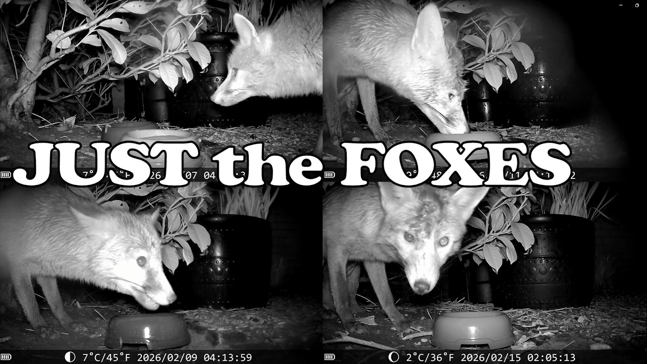 Just the FOXS - Under the Hedge 20260205 to 20260215