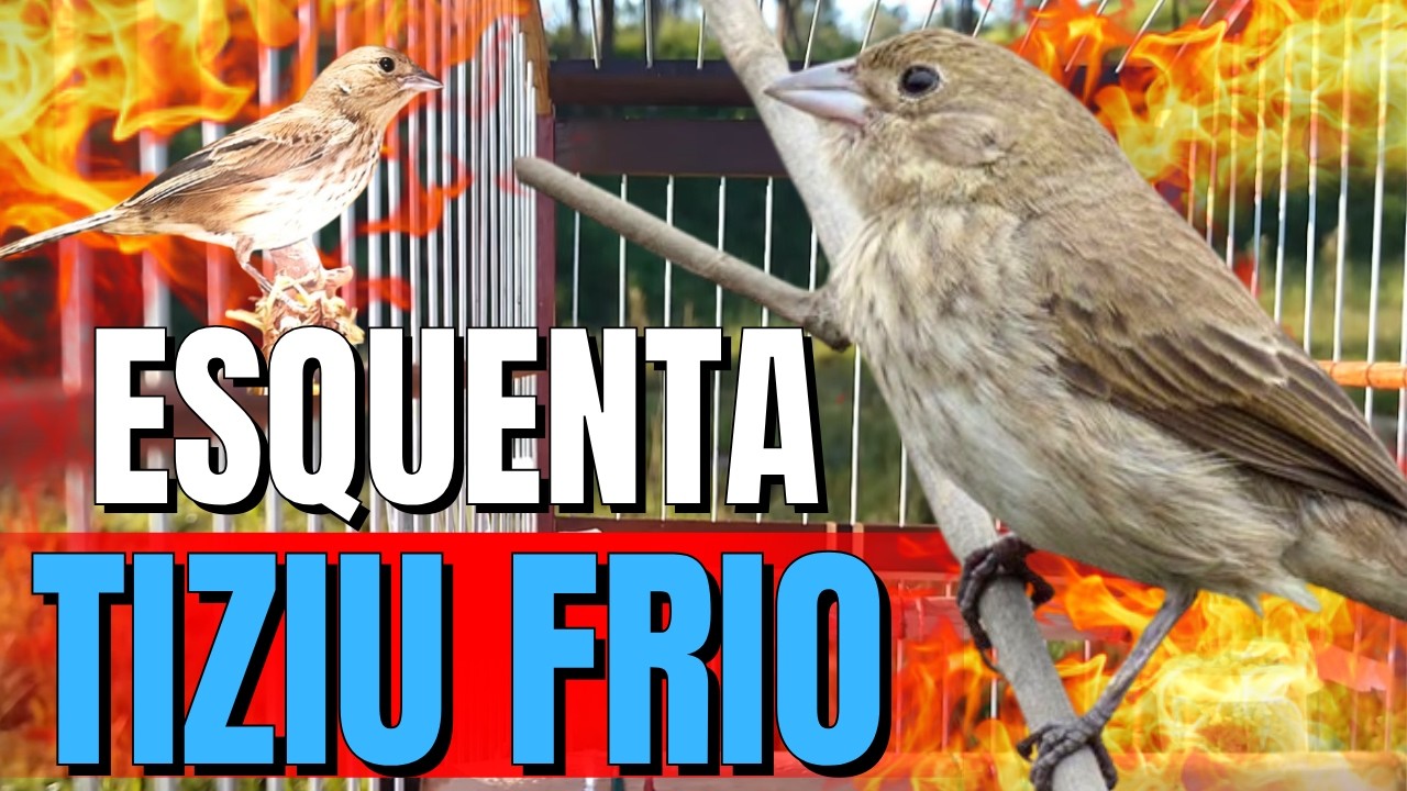 Piado de fêmea de tiziu fit Para Esquentar tiziu
